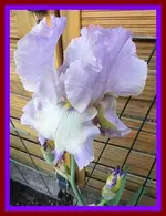 011.webp