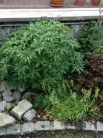image.webp