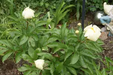 DSC04906.webp