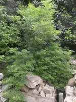 005.webp