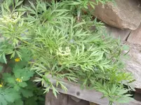 006.webp