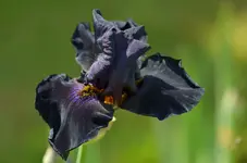 oldblackmagic.webp
