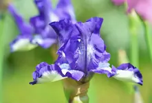 Rhonda blue.webp