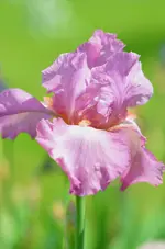 Rose.webp