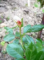 P1110868.webp