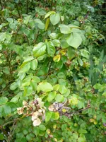 P1110870.webp