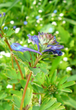 P1110878.webp