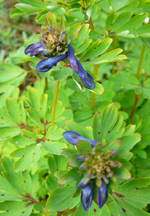 P1110879.webp