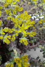 P1110881.webp
