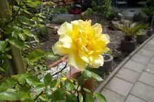SAM_1316.webp