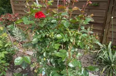 SAM_1317.webp