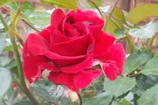 SAM_1322.webp