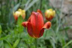 Tulpen_5402.jpg