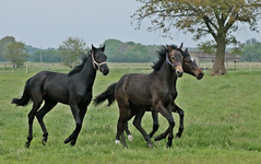 3 of a kind_Fohlen_action_motion_800.webp