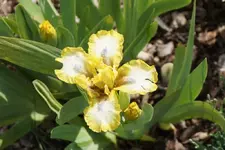 Chargold od Easter.webp