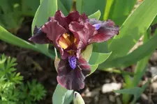 Ruby Contrast.webp