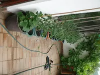 Tomaten.webp