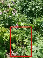 Tomate1.webp