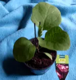 Aubergine.jpg