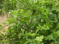 P1120230.webp