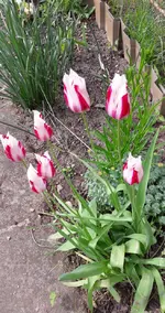 Tulpen.jpg