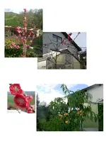 Melred Pfirsich.webp
