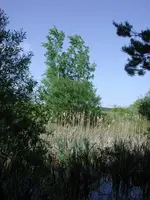 Natterntümpel.webp