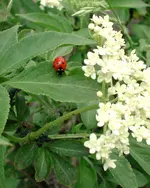 Coccinella.webp