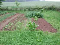 Beet2010.webp
