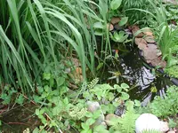 Teich2010.jpg
