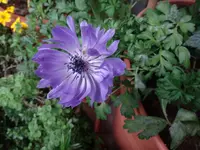 177.webp