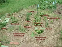 Beetplan1.webp