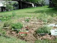 Beetplan1a.webp