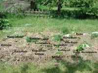 Beetplan2.jpg