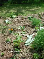 Beetplan2a.webp