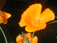 Kleine raute.webp