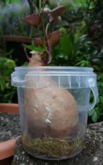 Susskartoffel (1).webp