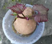 Susskartoffel (2).webp