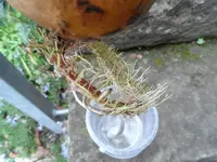 Susskartoffel (3).webp