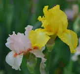 easter3.webp