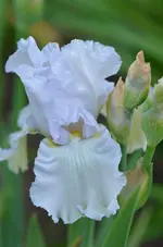 madeira belle.webp