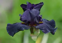 oldblackmagik2.webp