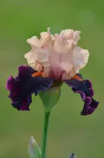 ozelott.webp