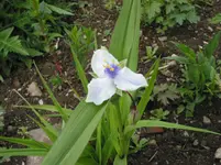 002.webp