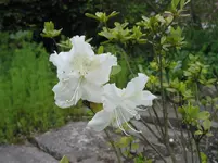 006.webp