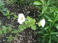 009.webp