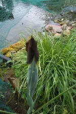 SAM_1323.webp
