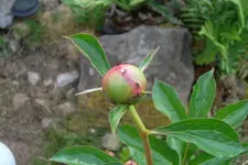 SAM_1331.webp