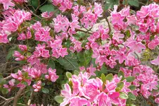 SAM_1333.webp