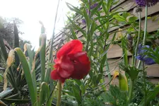 SAM_1339.webp